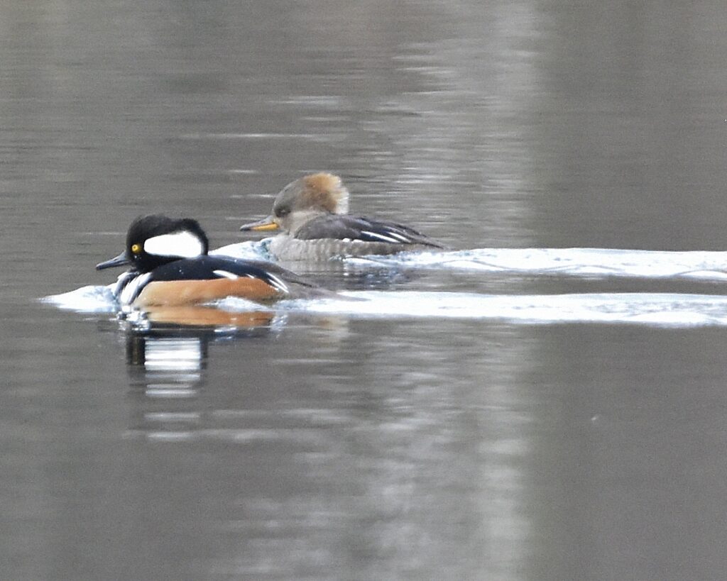 Hooded Merganser pair