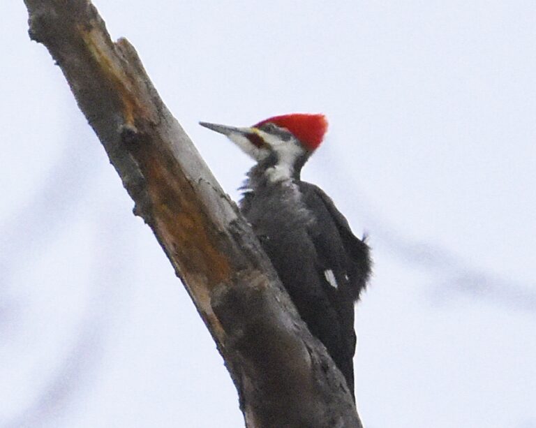 Pileated Woodpecker