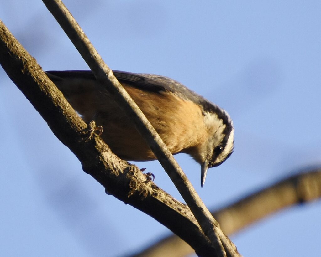 Red-breasted Nuthatch