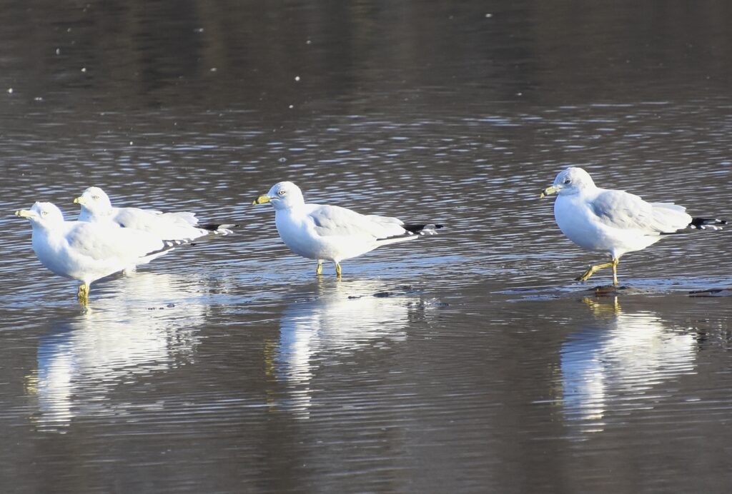 Ring-billed Gulls