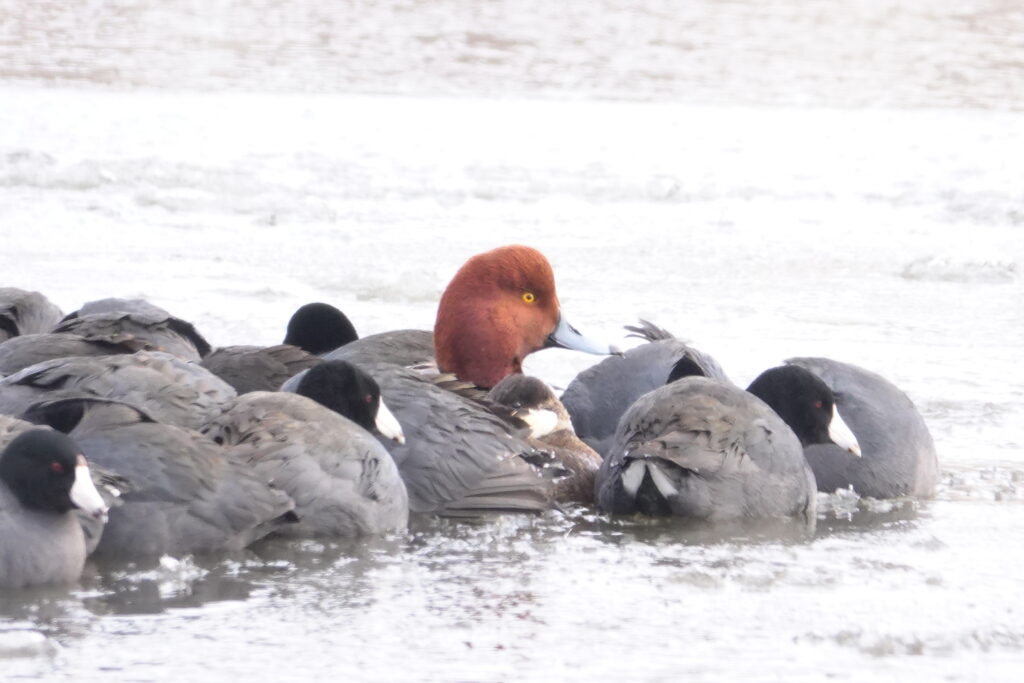 Coot, Redhead, Ruddy Duck