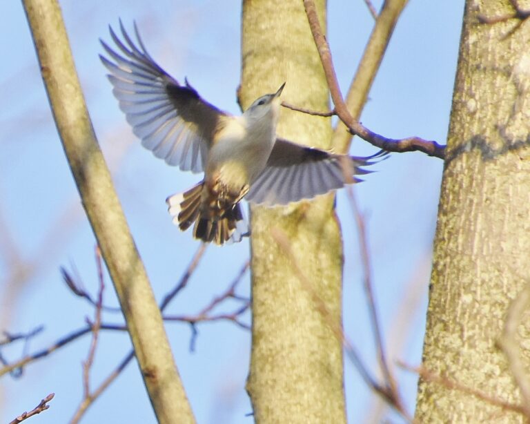 White-breasted Nuthatch