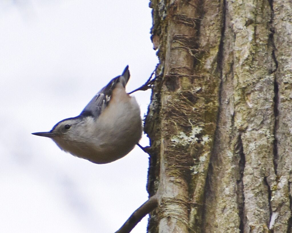 White-breasted Nuthatch