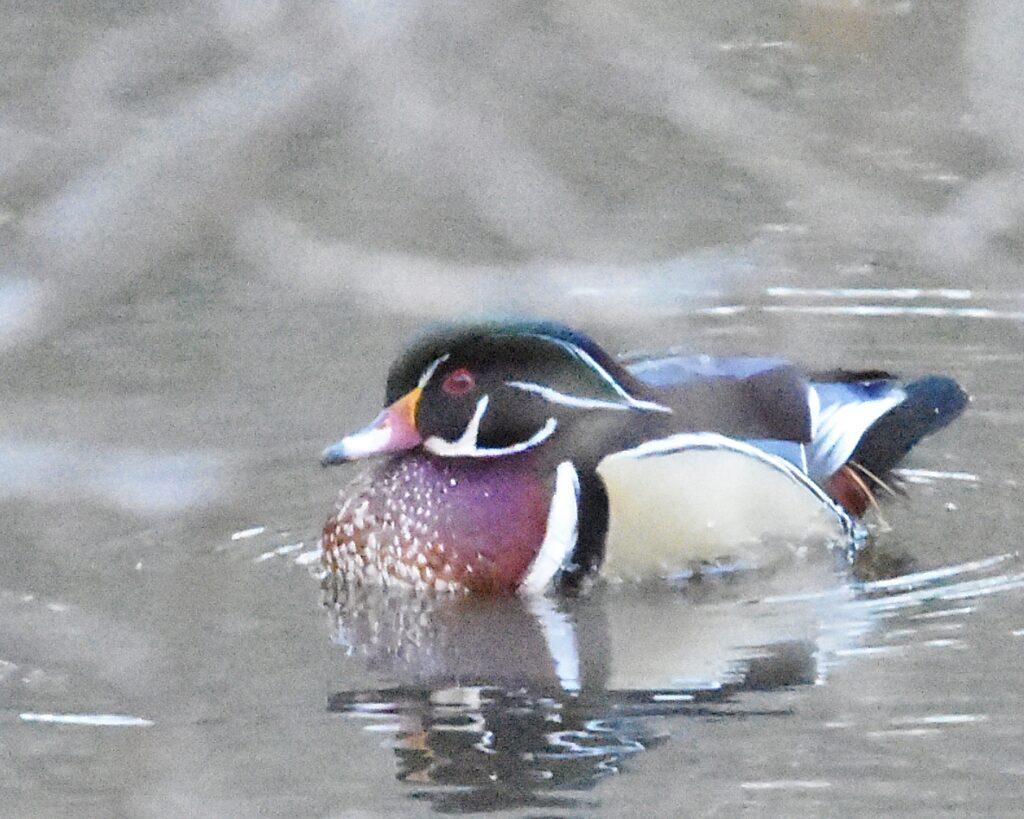 Wood Duck