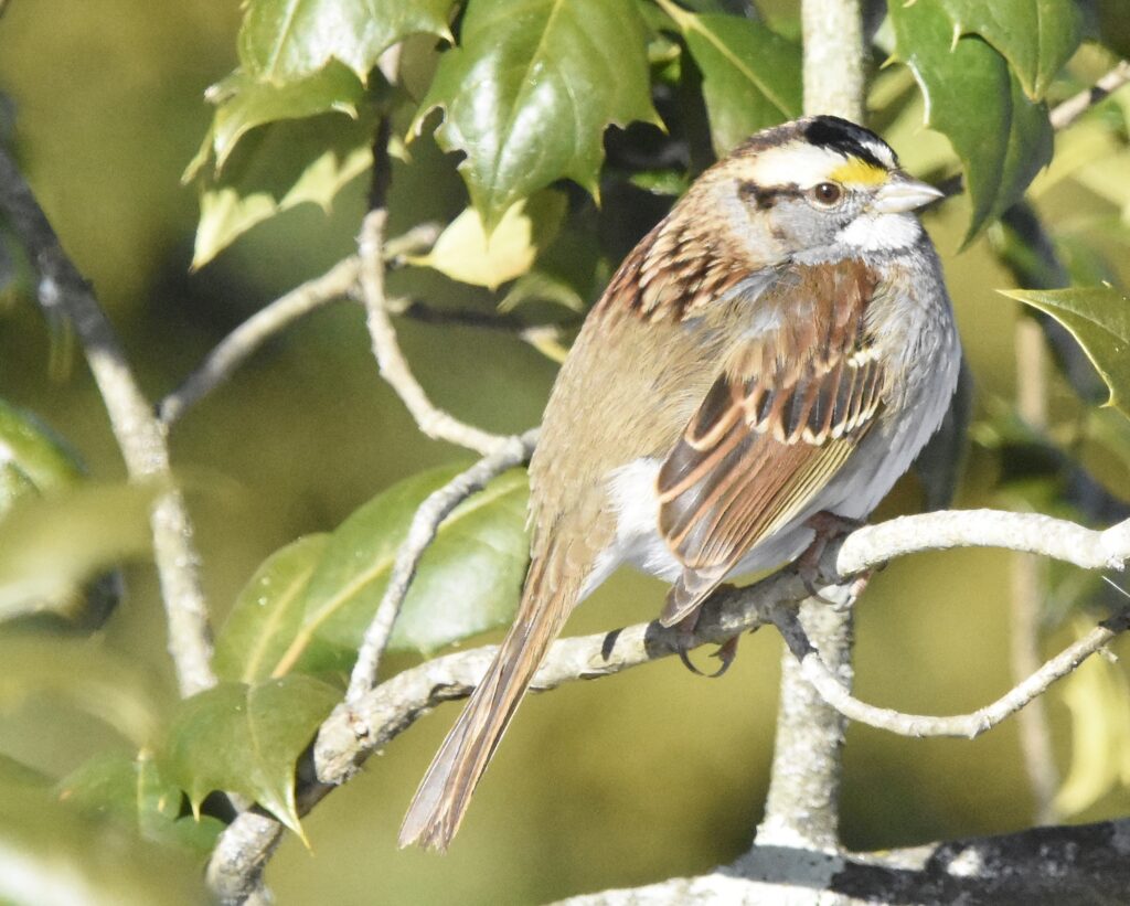 White-throated Sparrow