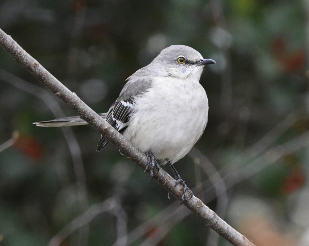 Northern Mockingbird