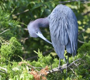 Little Blue Heron