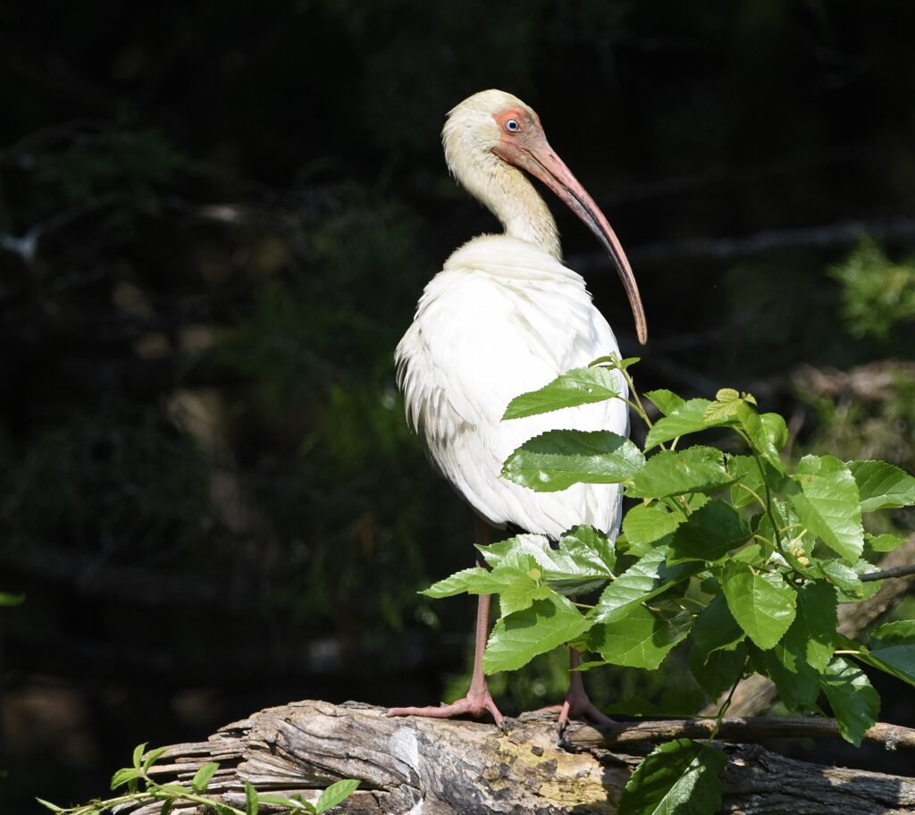 White Ibis