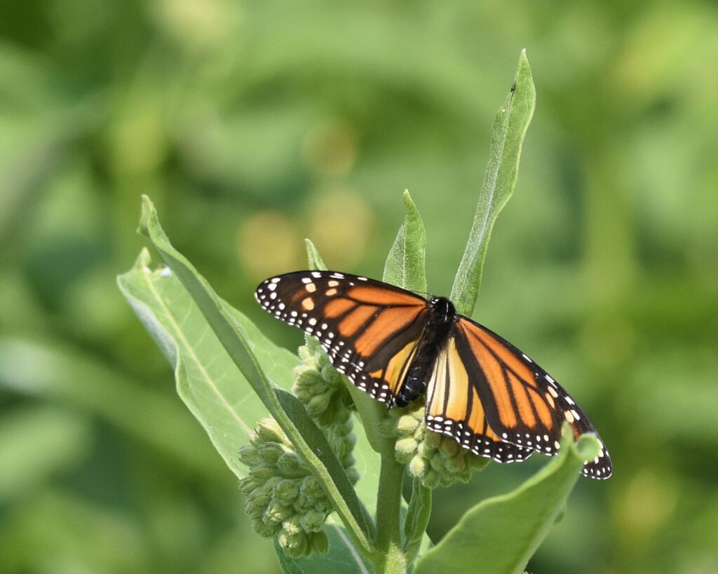 Monarch Butterfly