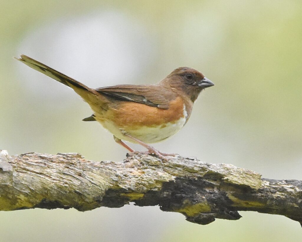 Eastern Towhee