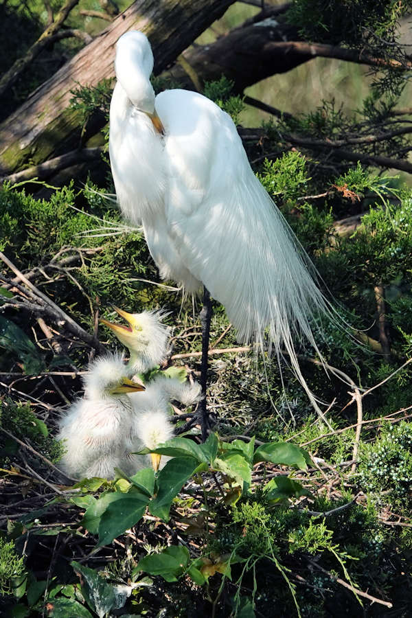 Great Egret