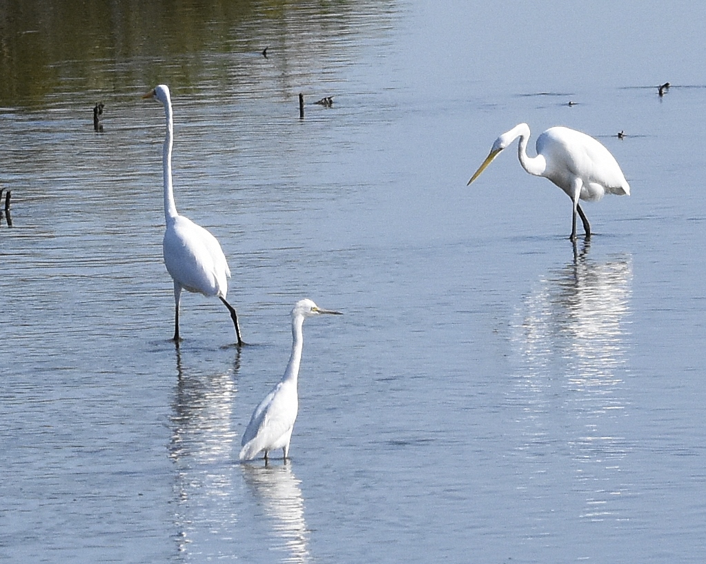 Great and Snowy Egrets (RK)