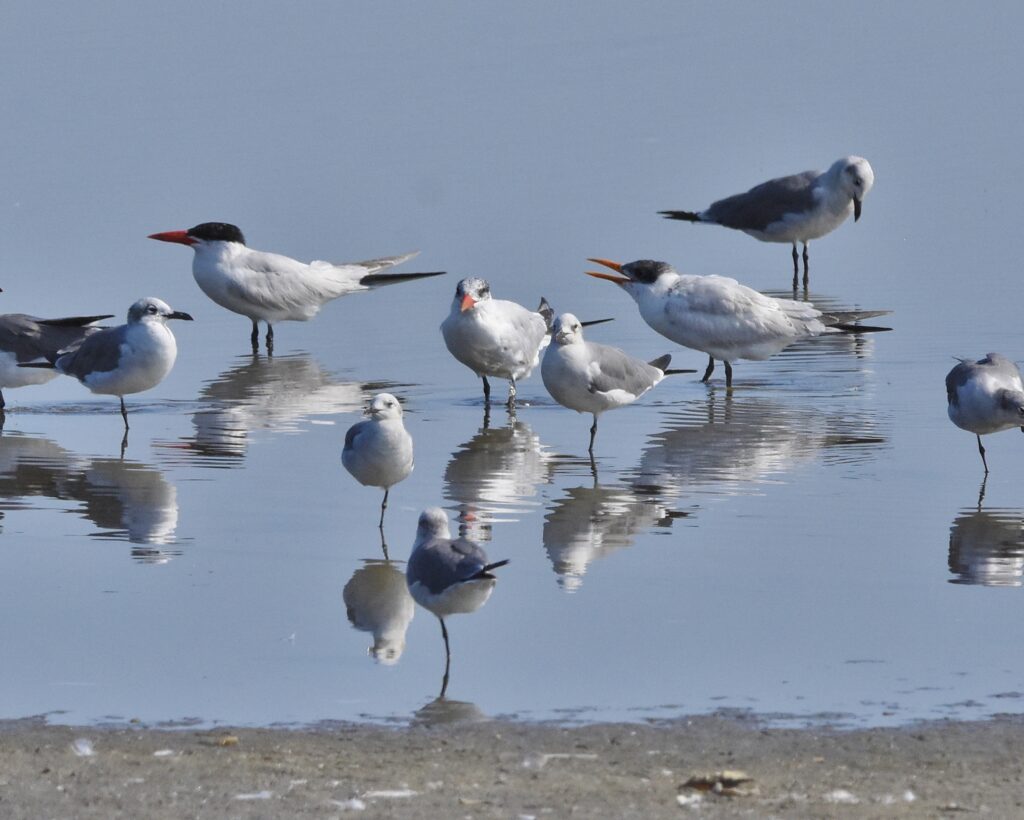 Caspian Terns (RK)