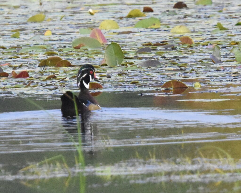 Wood Duck (RK)