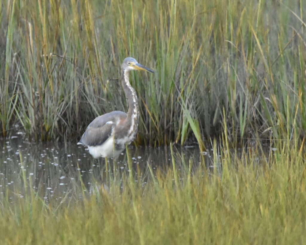 Tricolored Heron (RK)