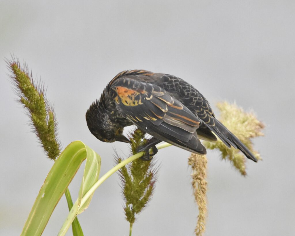 Red-winged Blackbird (imm male) (RK)