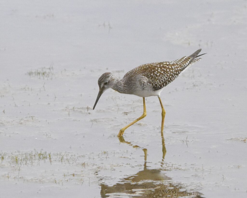 Lesser Yellowlegs (RK)