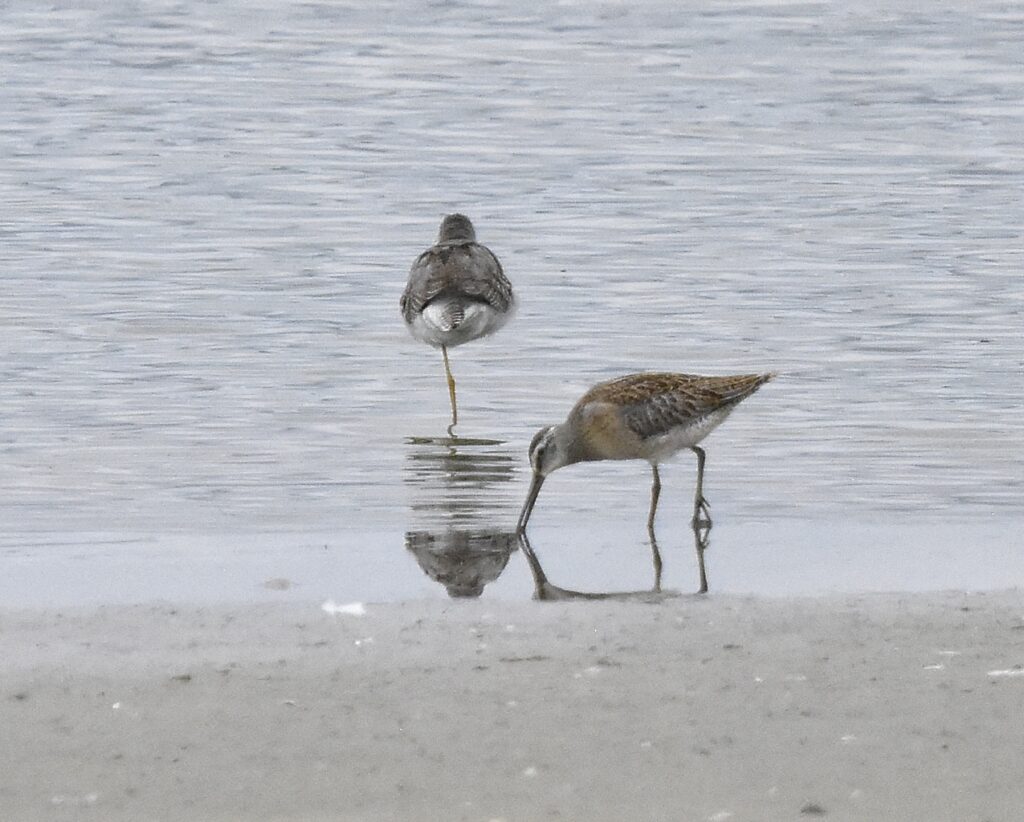Juv. Short-billed Dowitcher (RK)