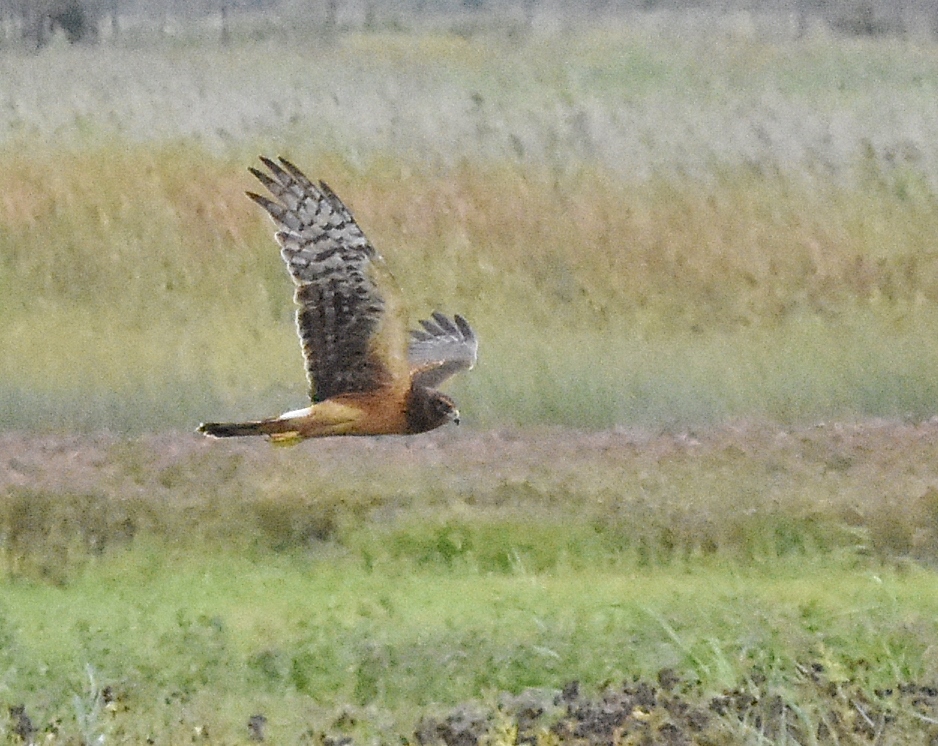 Northern Harrier (RK)