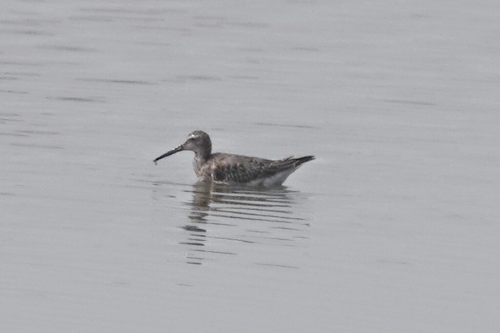 Stilt Sandpiper (LL)
