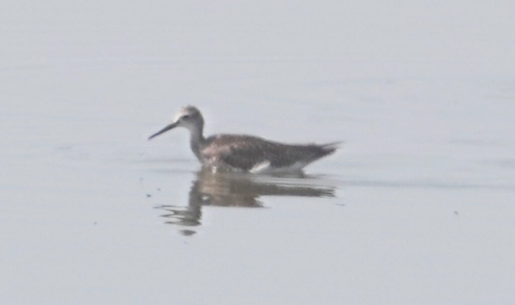 Wilson's Phalarope (LL)