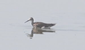Wilson's Phalarope (LL)