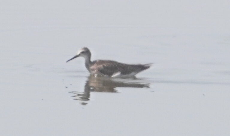 Wilson's Phalarope (LL)