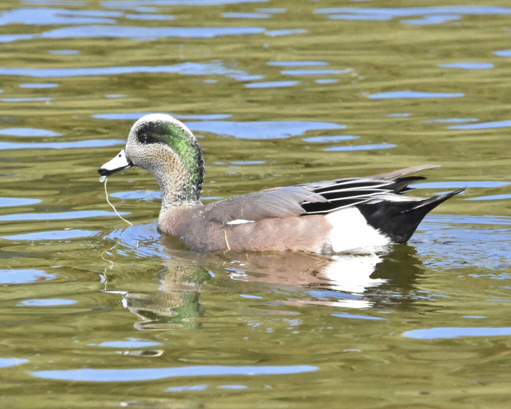 American Wigeon