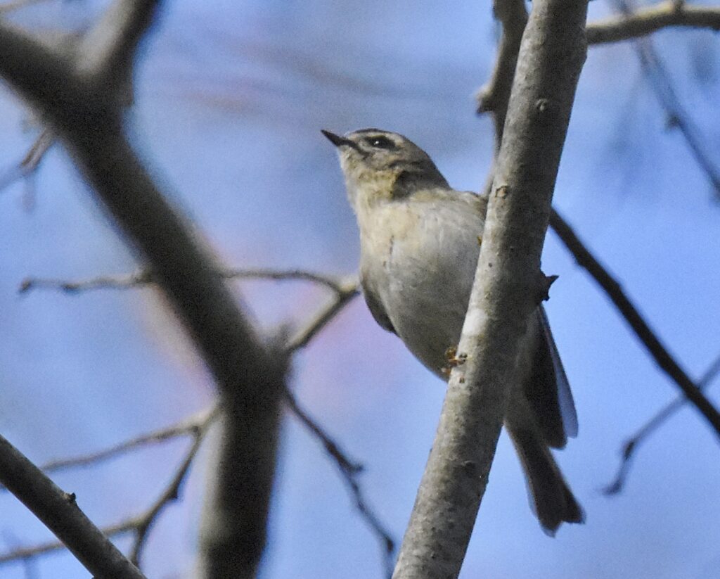 Golden-crowned Kinglet