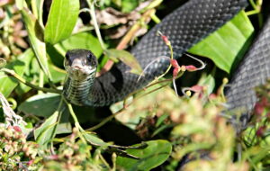 Black Racer