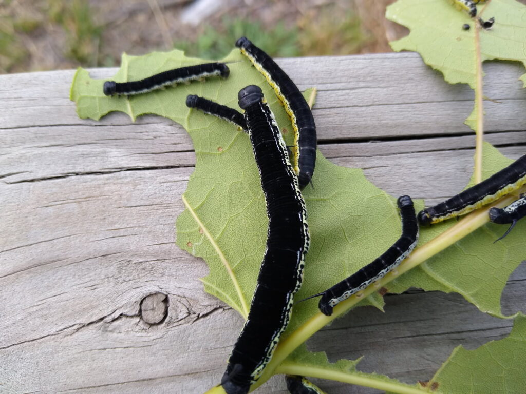 Catalpa caterpillars