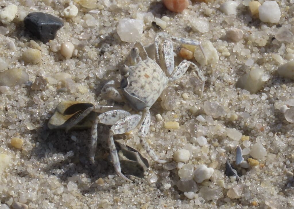 Ghost Crab