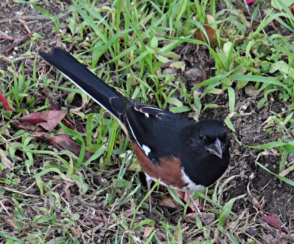Eastern Towhee, male