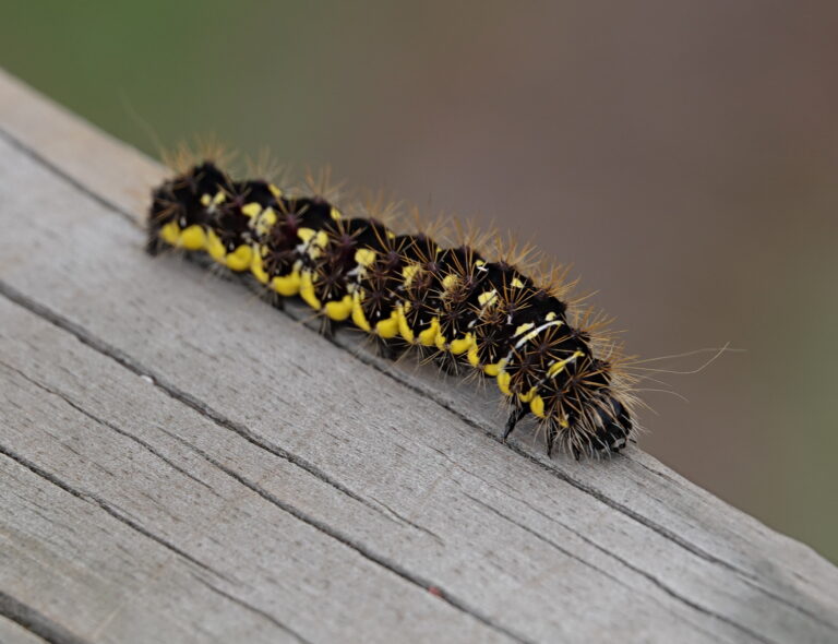 Smartweed Caterpillar