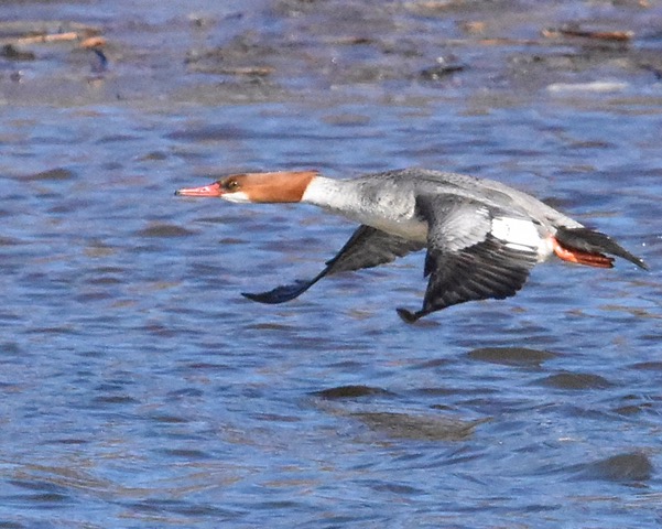 Common Merganser (RK)