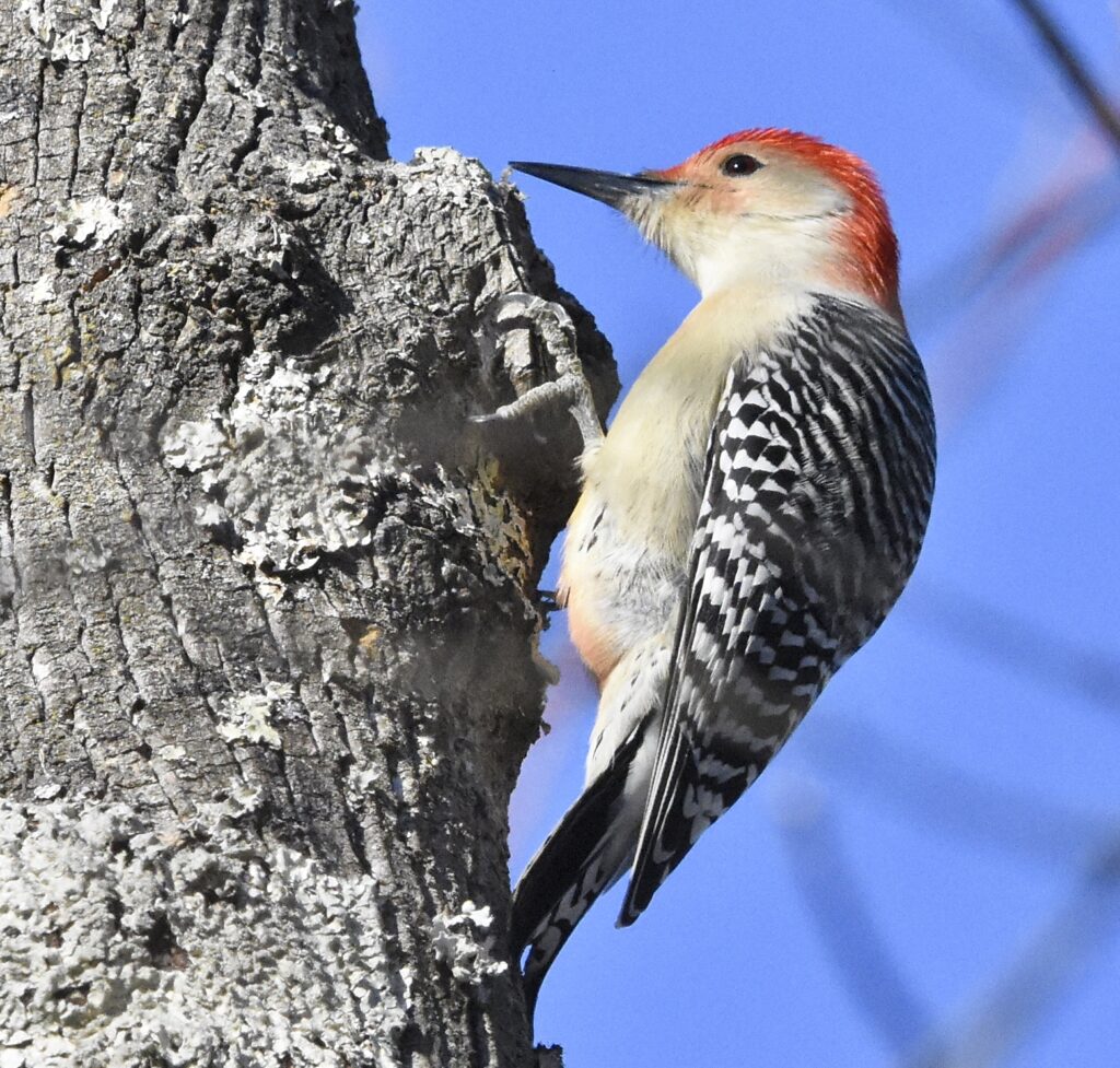 Red-bellied Woodpecker