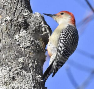 Red-bellied Woodpecker