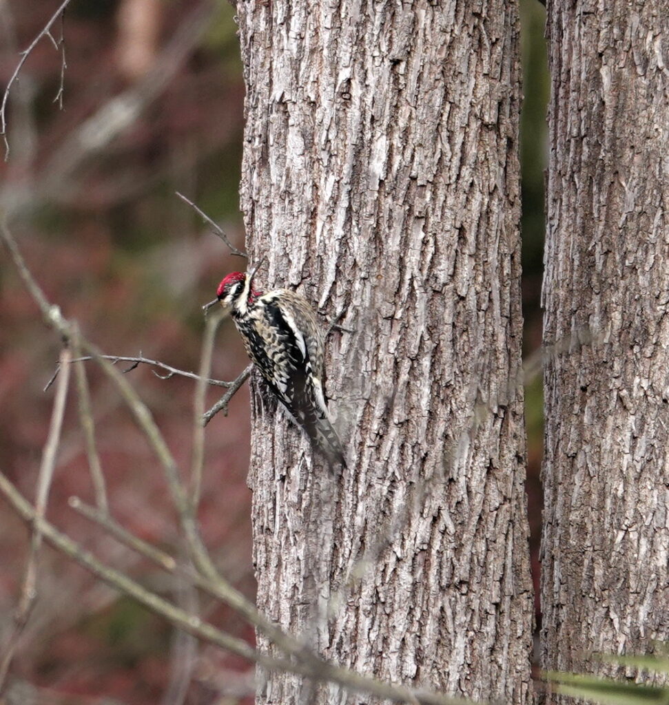 Yellow-bellied Sapsucker