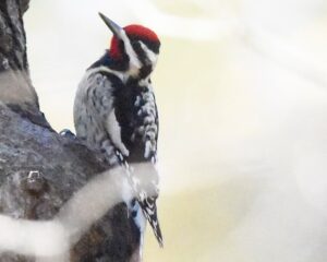 Yellow-bellied Sapsucker