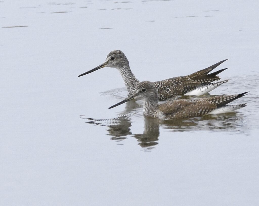 Greater Yellowlegs
