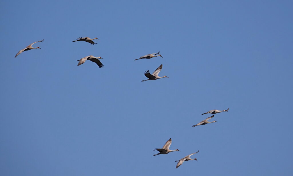 Sandhill Cranes