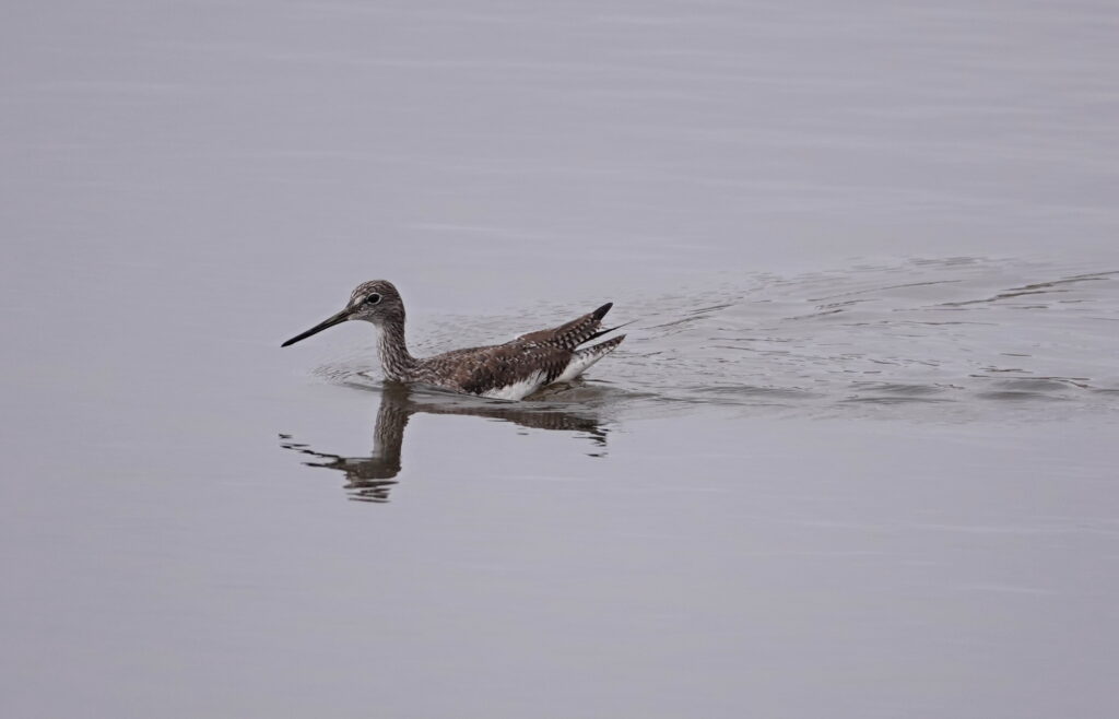 Greater Yellowlegs