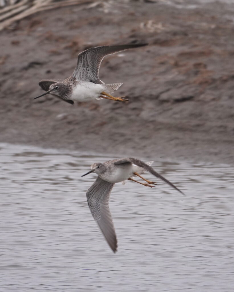 Greater Yellowlegs