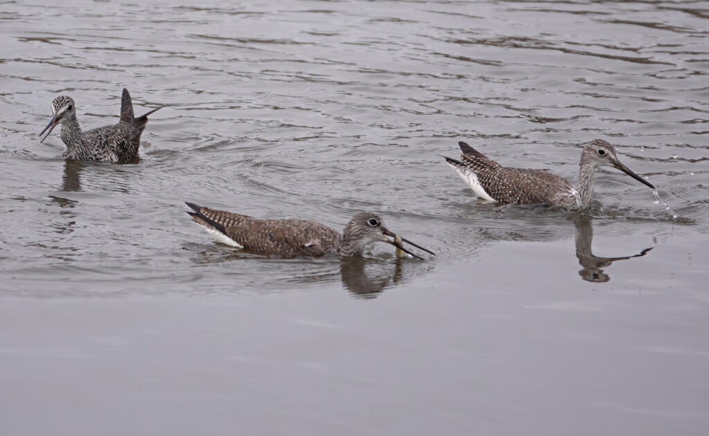 Greater Yellowlegs