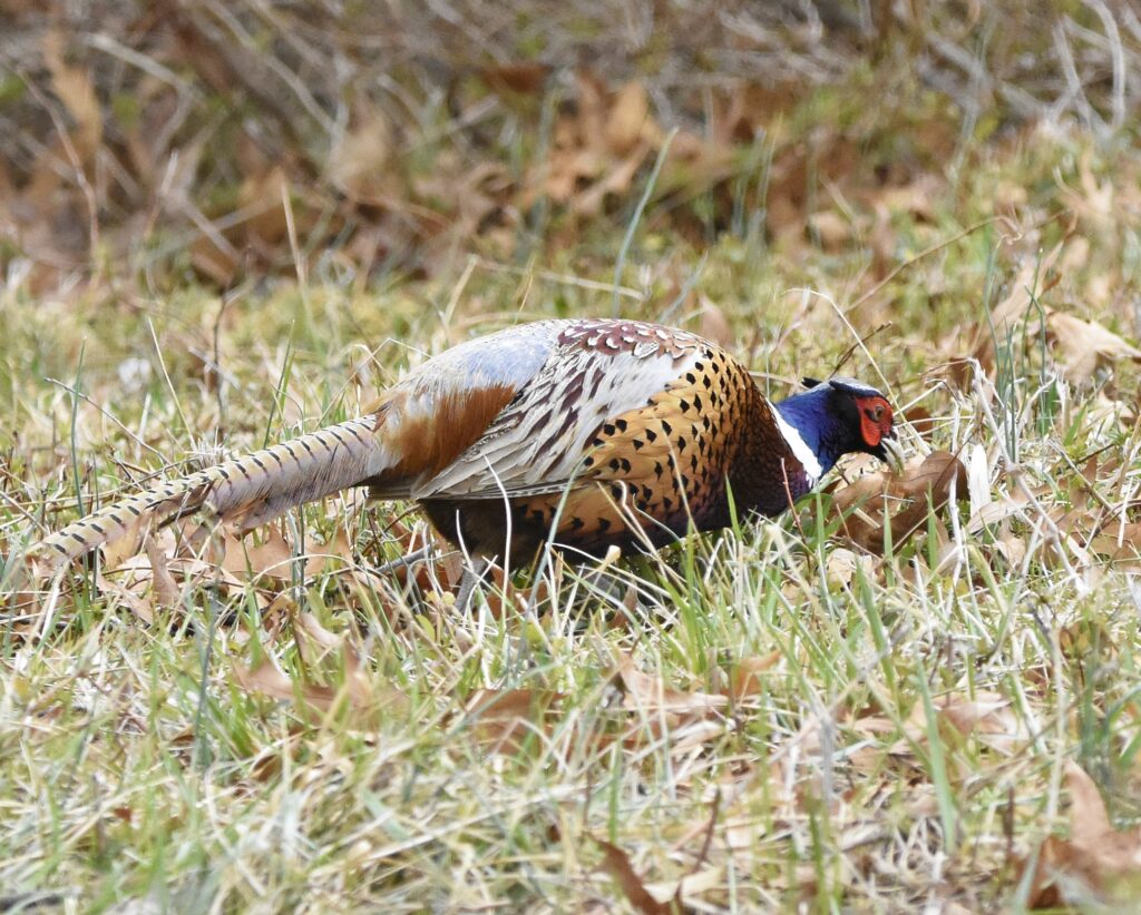 Ring-necked Pheasant