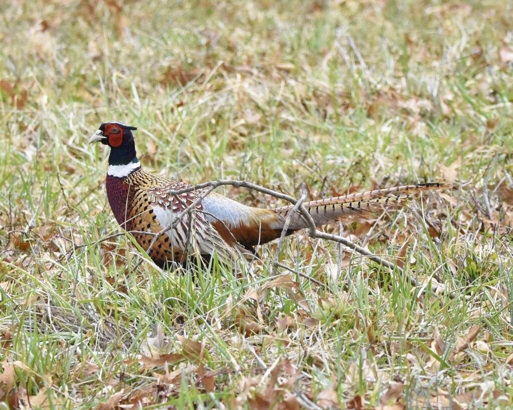 Ring-necked Pheasant