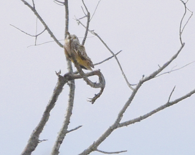 Short-eared Owl