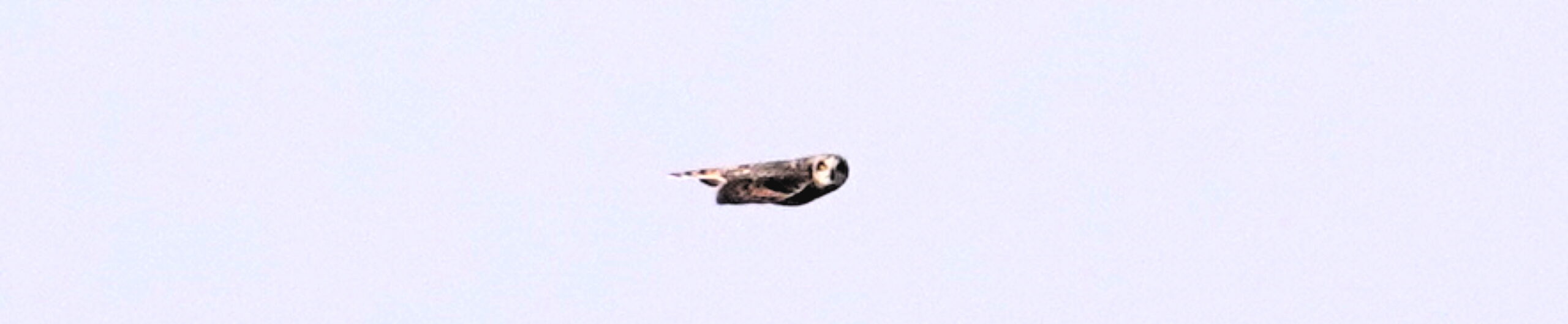 Short-eared Owl
