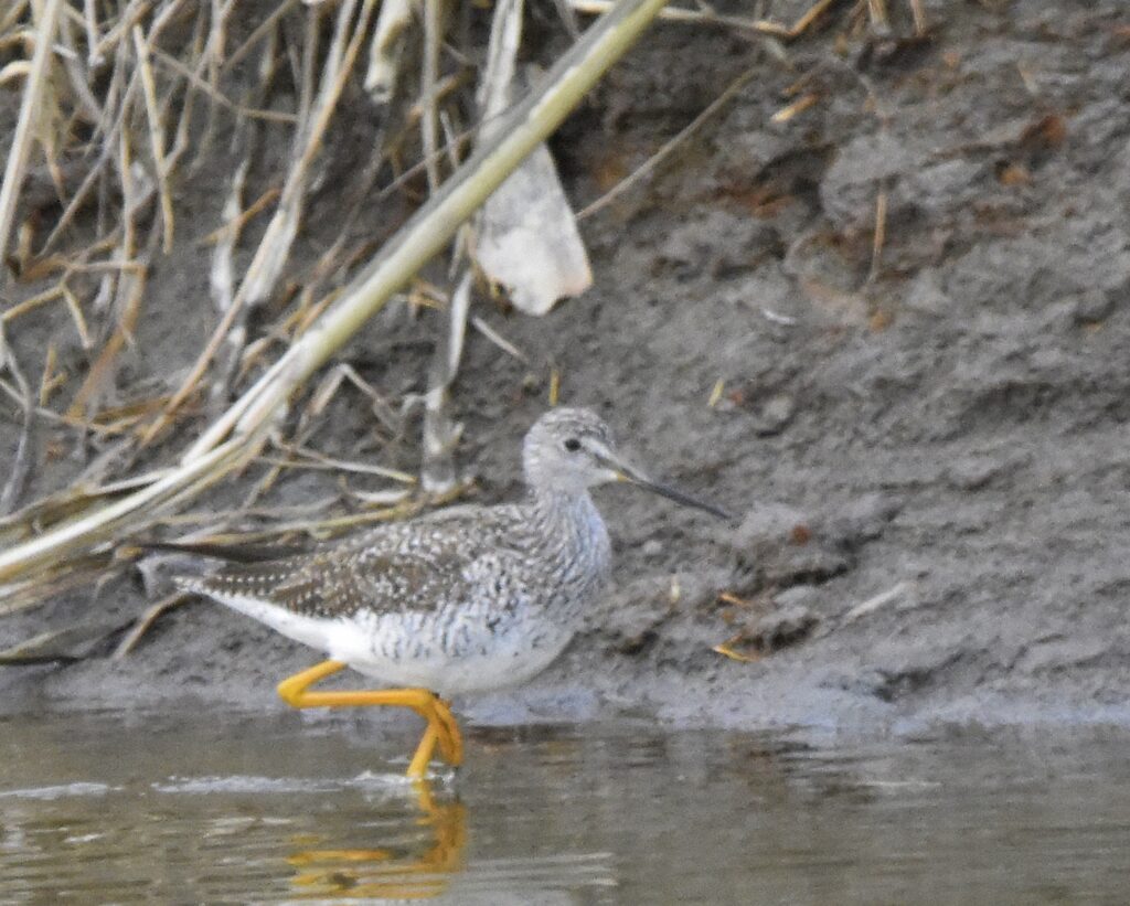 Greater Yellowlegs (RK)