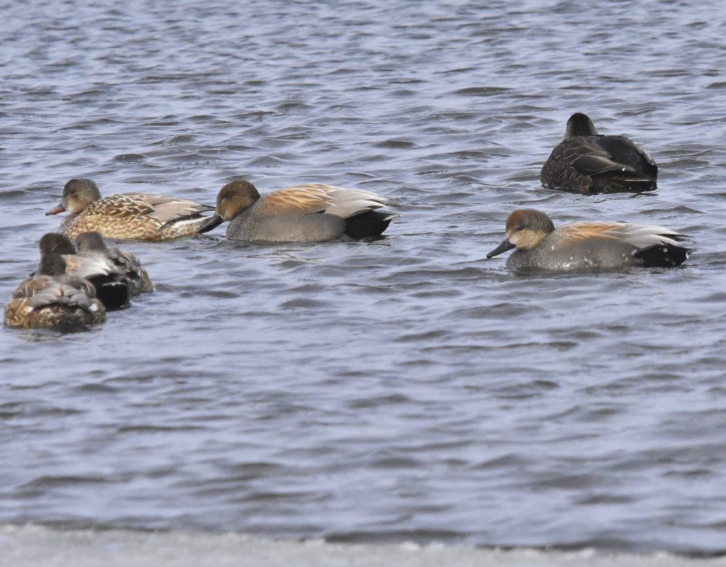 Gadwall